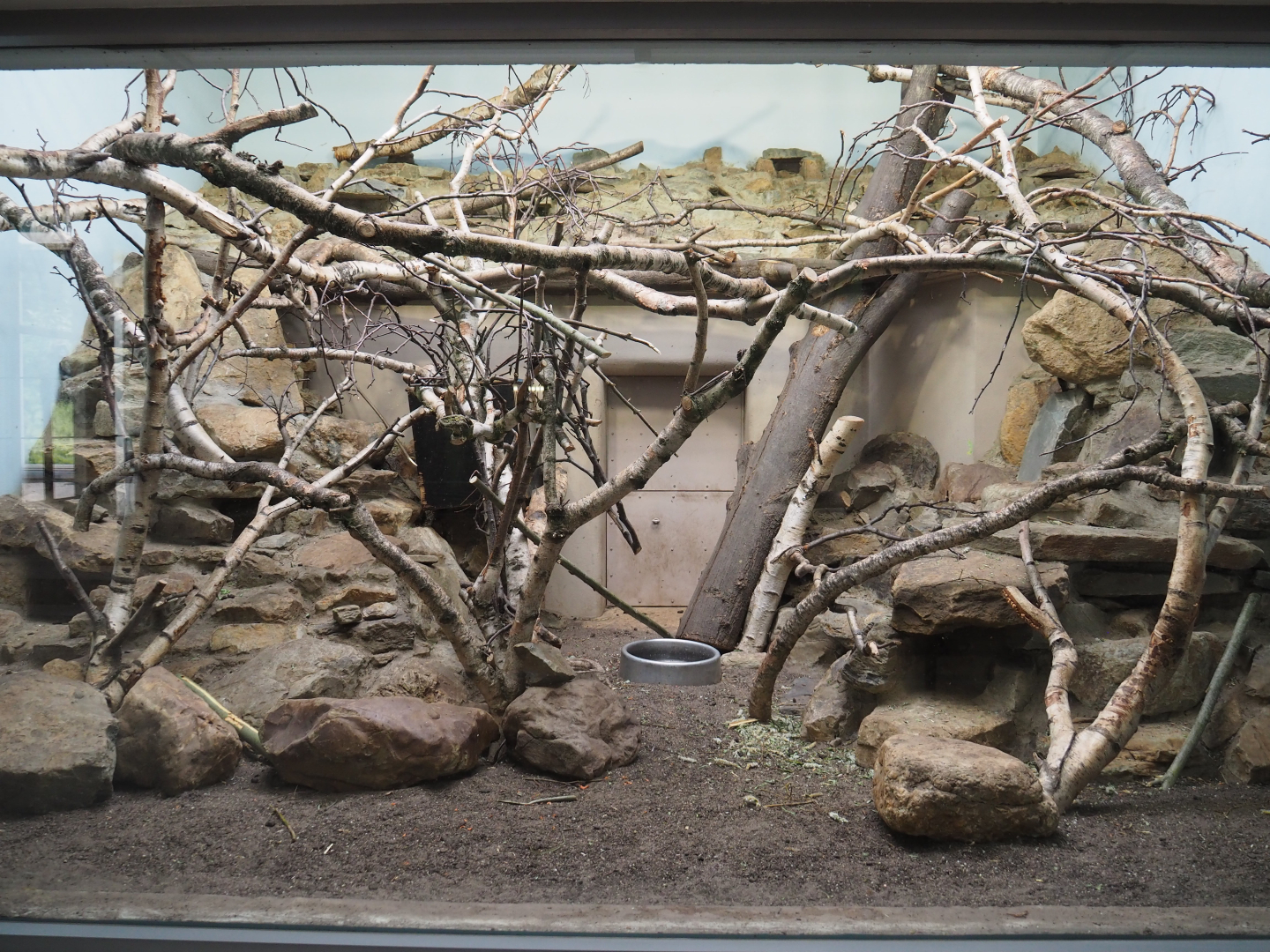 Northern Luzon giant cloud rat exhibit, 2020-05-24