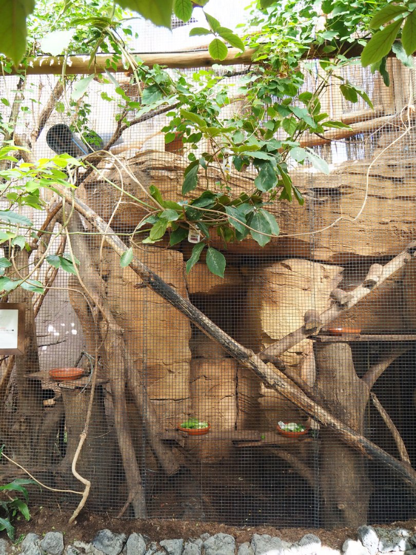 Northern Luzon giant cloud rat exhibit, 2022-06-28