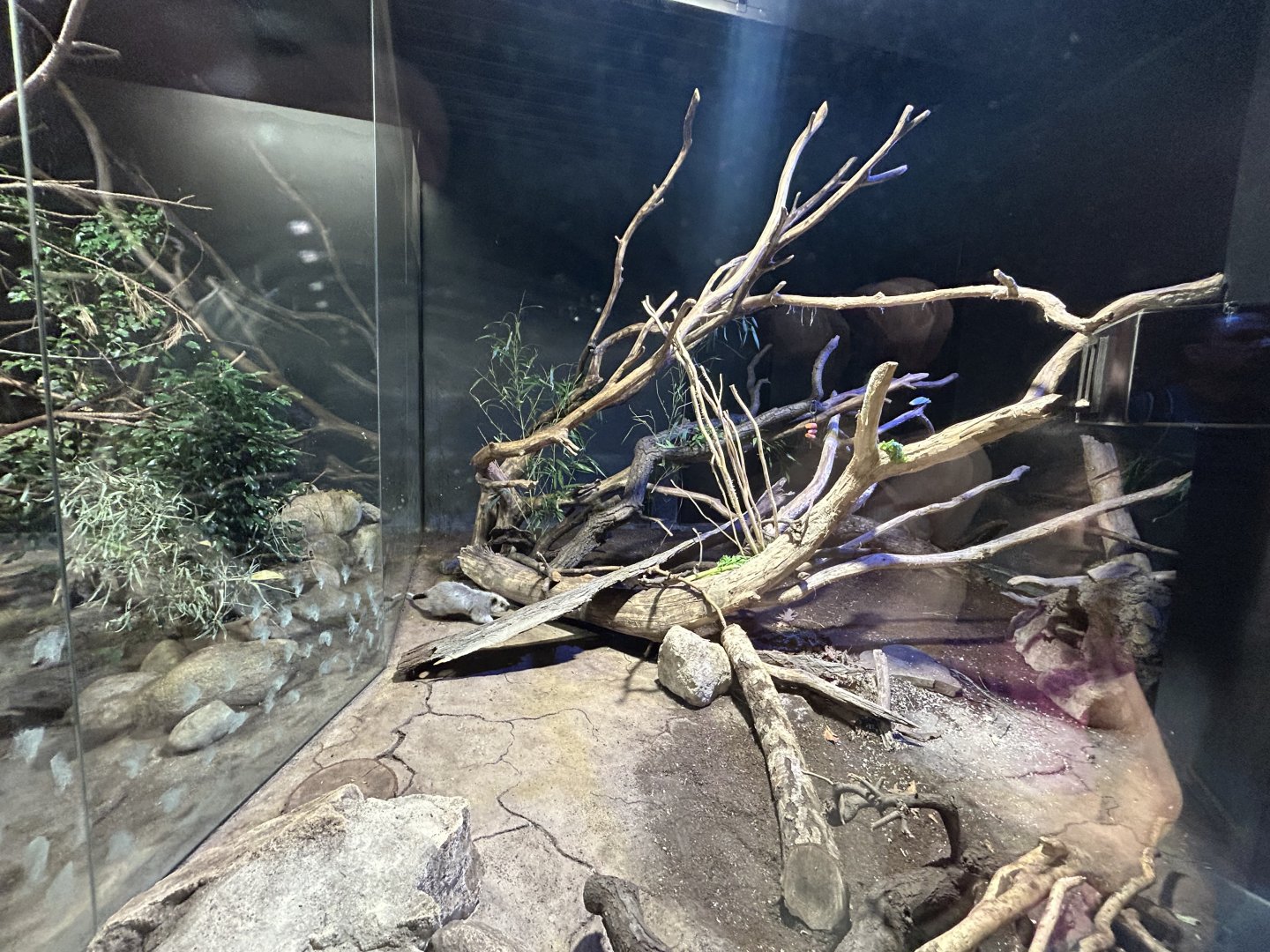 Northern Luzon Giant Cloud Rat Exhibit - Rat House