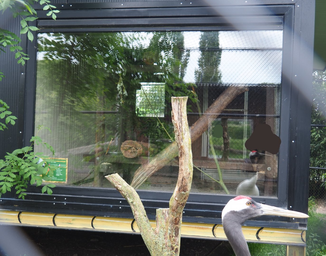 Northern Luzon giant cloud rat exhibit within crane and gull building, 2022-05-17