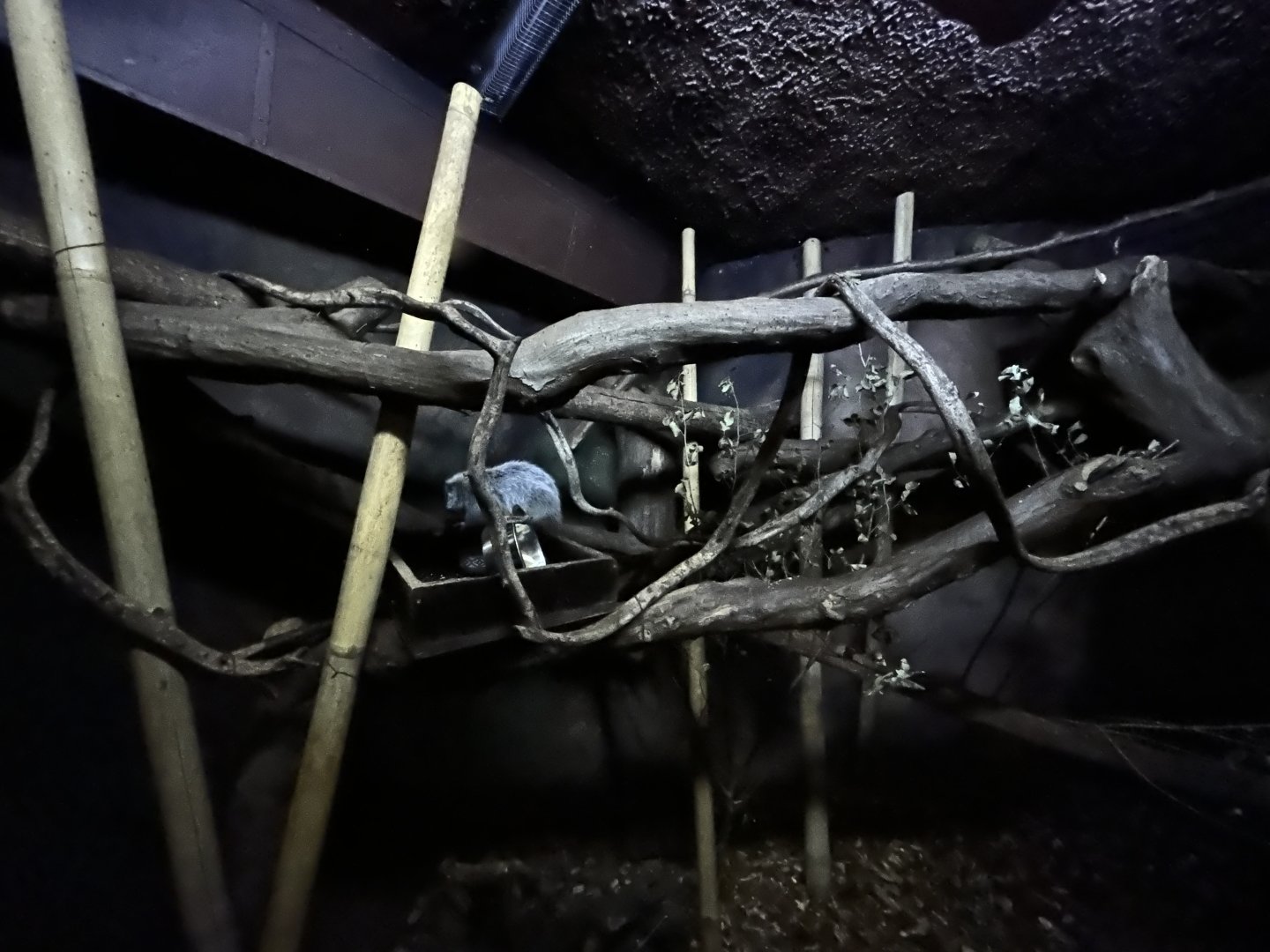 Northern Luzon Giant Cloud Rat Exhibit