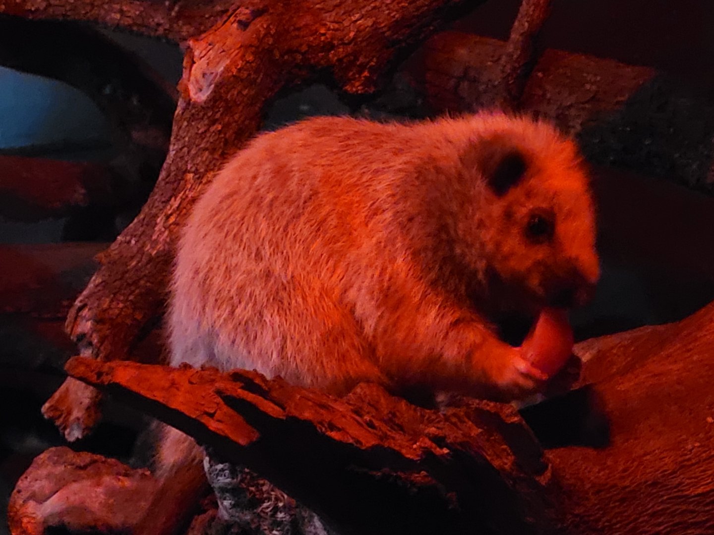 Northern Luzon giant cloud rat -Faunia (2025)