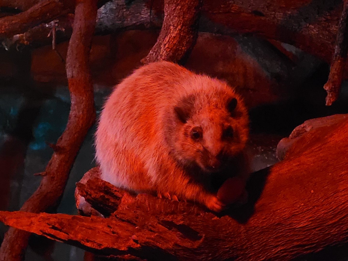 Northern Luzon giant cloud rat -Faunia (2025)