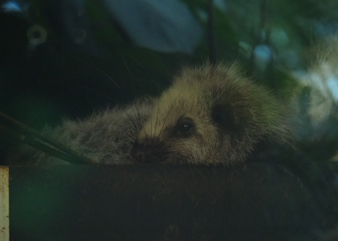 Northern Luzon giant cloud rat (Phloeomys pallidus), 2019-05-31