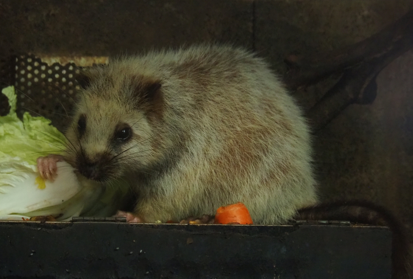 Northern Luzon giant cloud rat (Phloeomys pallidus), 2019-06-26