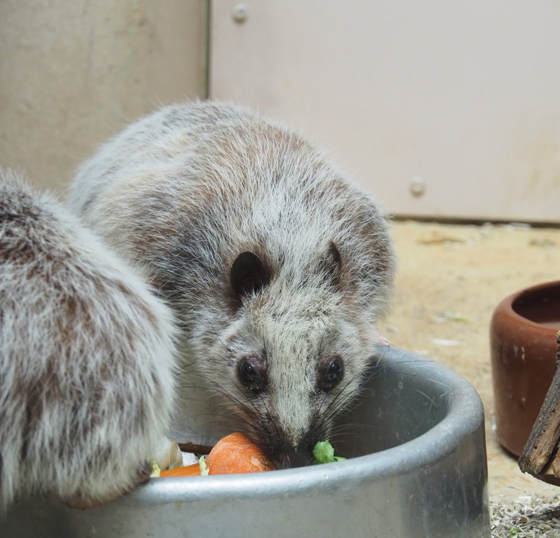 Northern Luzon giant cloud rat (Phloeomys pallidus), 2022-03-16