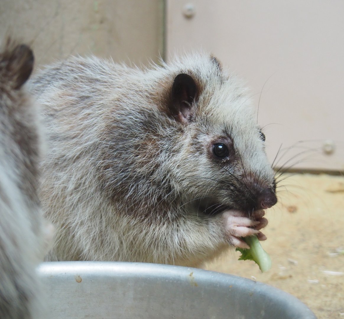 Northern Luzon giant cloud rat (Phloeomys pallidus), 2022-03-16