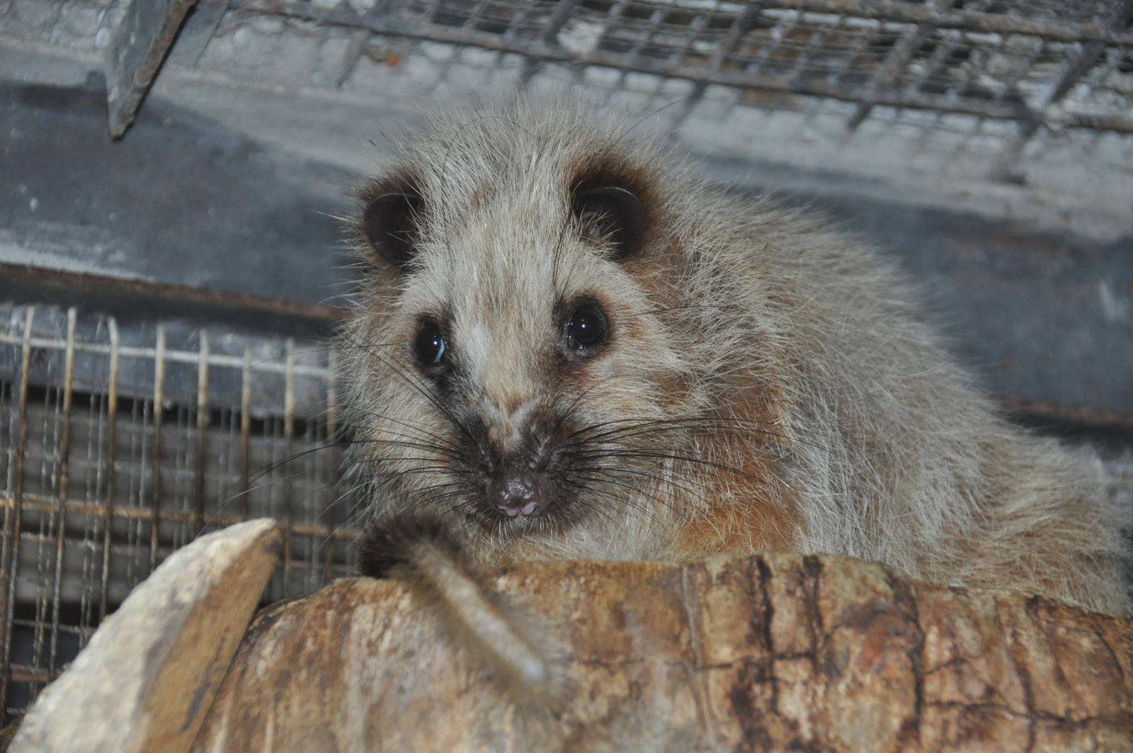 Northern Luzon giant cloud rat/ Phloeomys pallidus