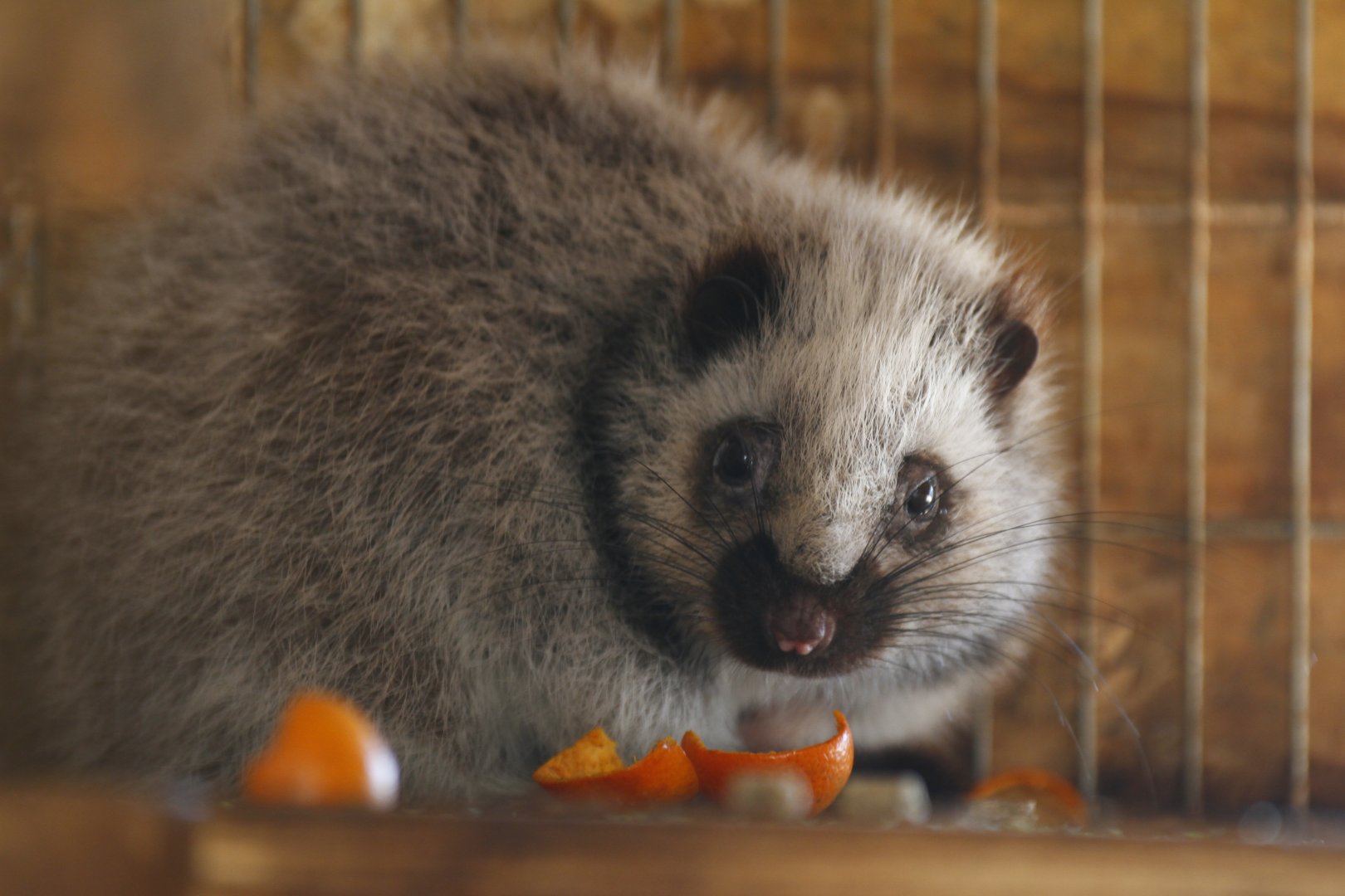 Northern Luzon giant cloud rat (Phloeomys pallidus)