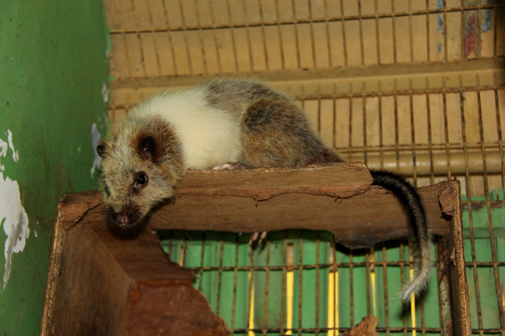 northern Luzon giant cloud rat (Phloeomys pallidus)