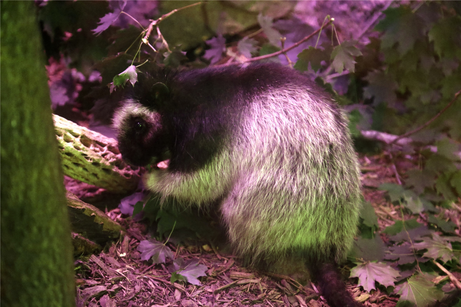 Northern Luzon Giant Cloud Rat (Phloeomys pallidus)