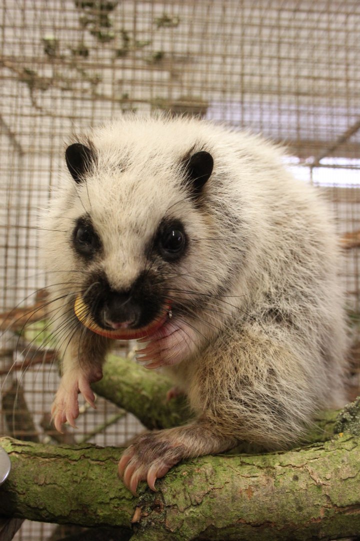Northern Luzon giant cloud rat (Phloeomys pallidus)