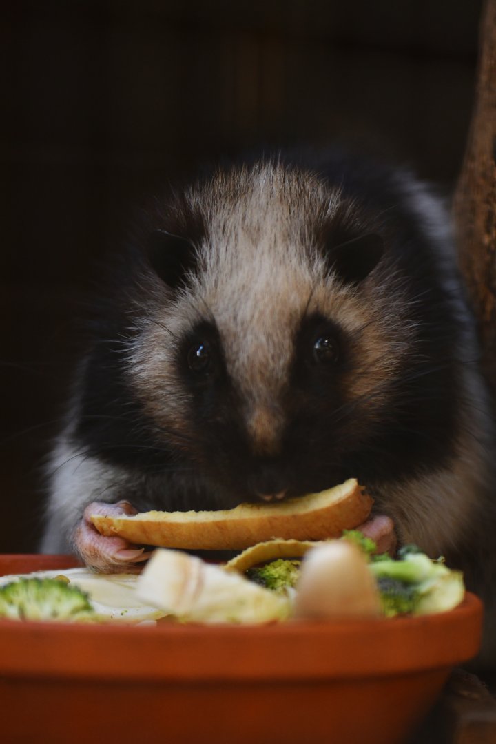 Northern Luzon giant cloud rat (Phloeomys pallidus)