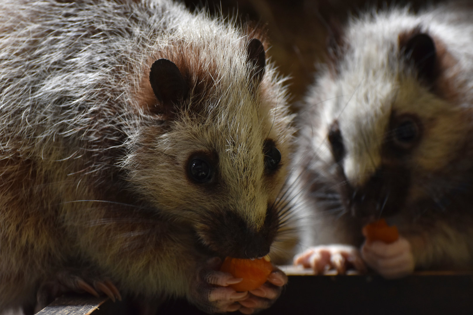 Northern Luzon giant cloud rat (Phloeomys pallidus)