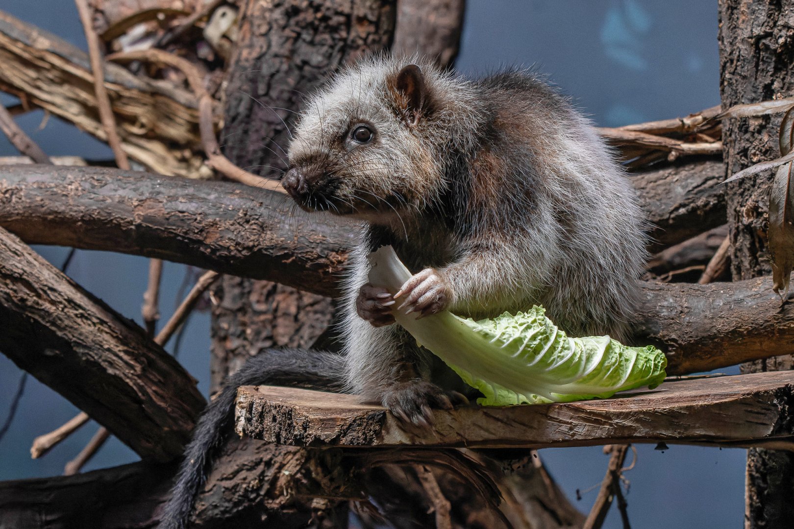 Northern Luzon giant cloud rat (Phloeomys pallidus)