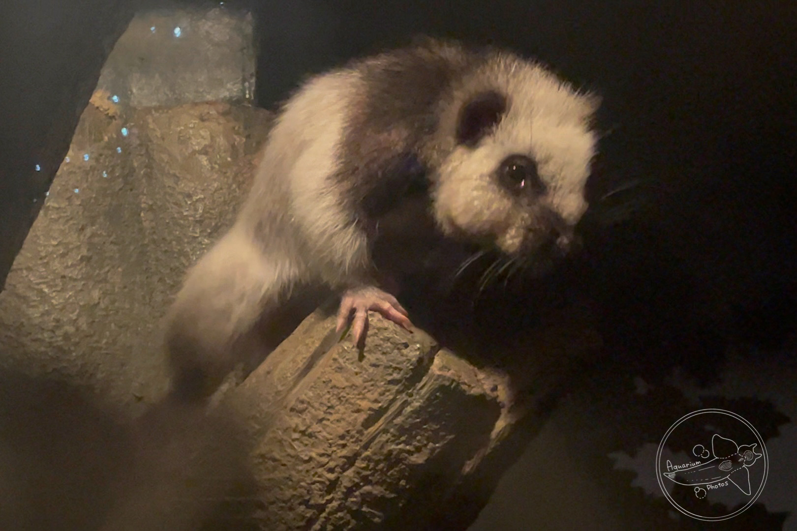 Northern Luzon Giant Cloud Rat (Phloeomys pallidus)
