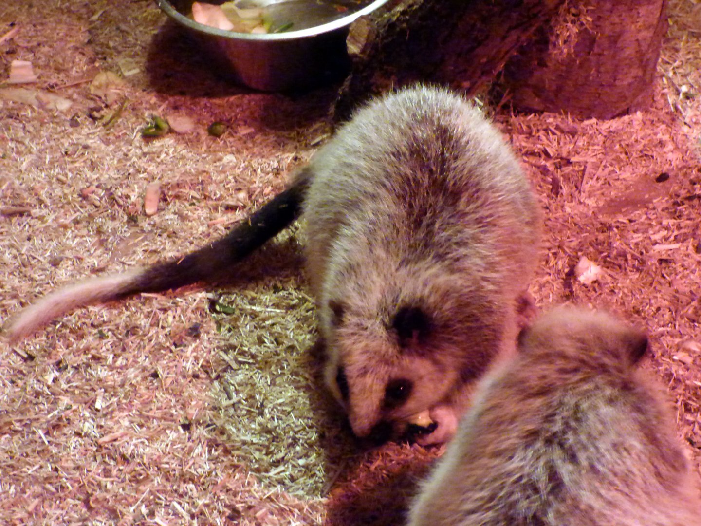 Northern Luzon giant cloud rat (Phloeomys pallidus)