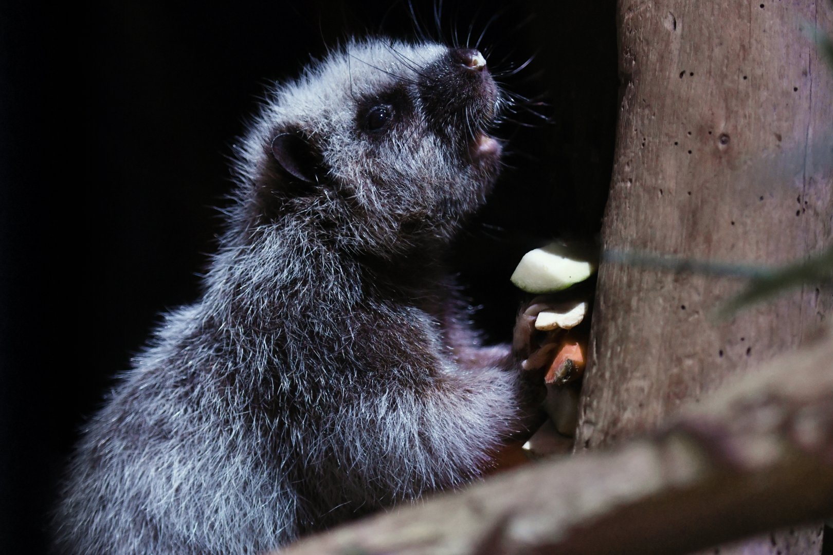 Northern Luzon giant cloud rat Phloeomys pallidus