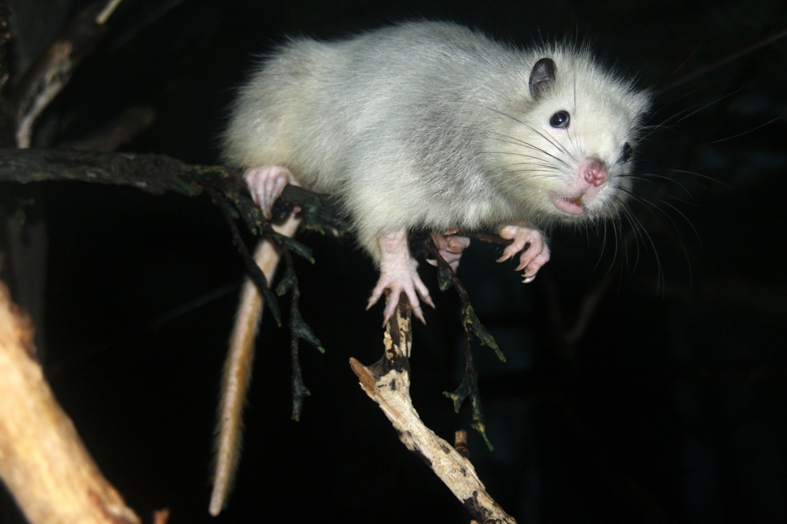 northern Luzon giant cloud rat (Phloeomys pallidus)