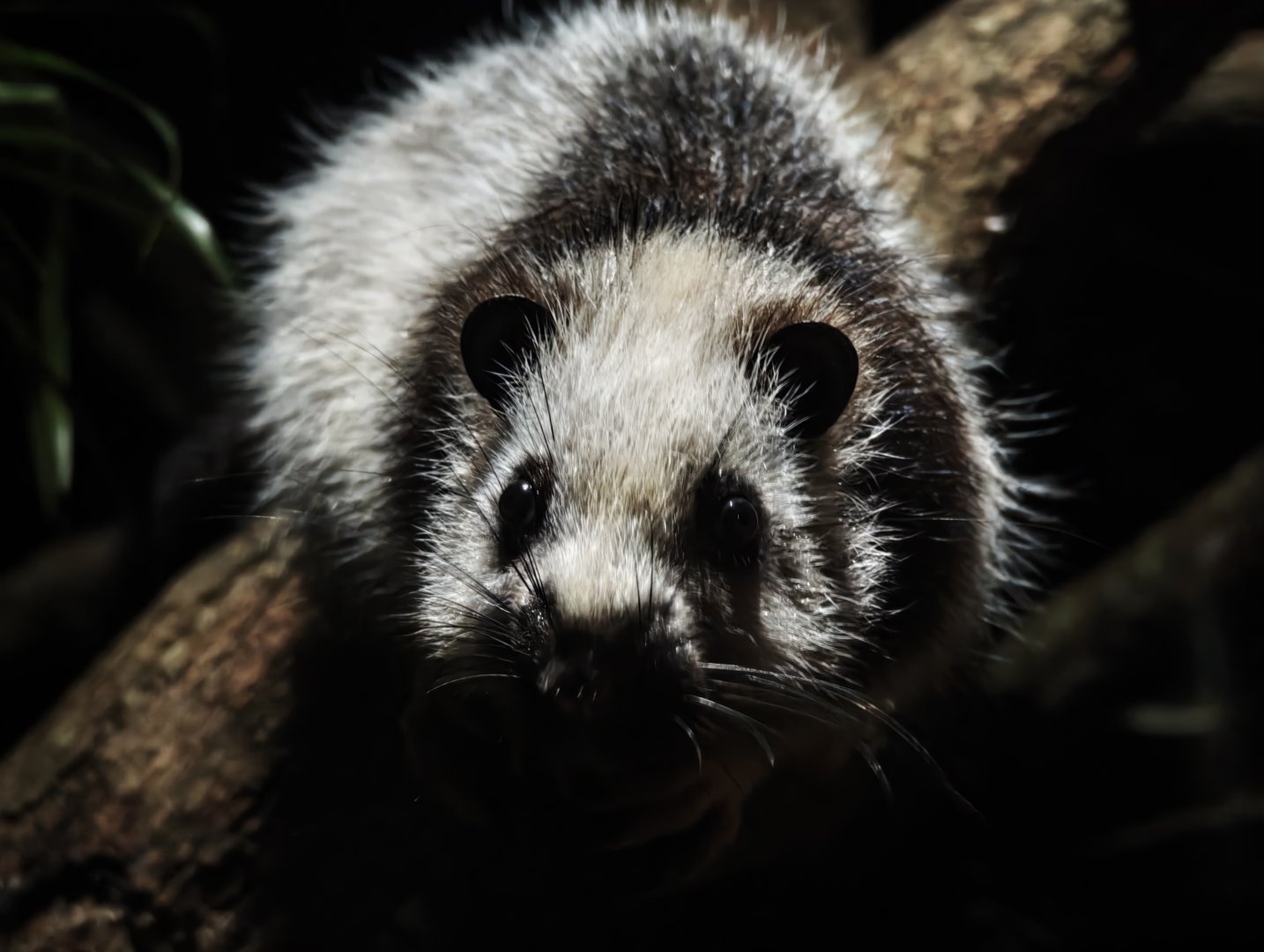 Northern Luzon Giant Cloud Rat (Phloeomys pallidus)