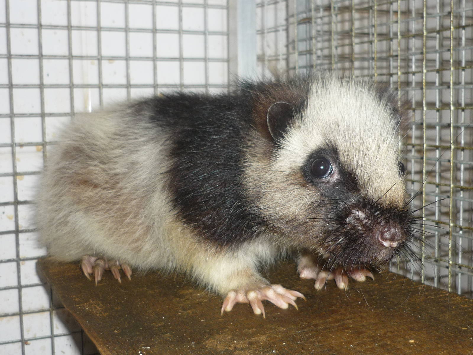 Northern Luzon Giant Cloud Rat