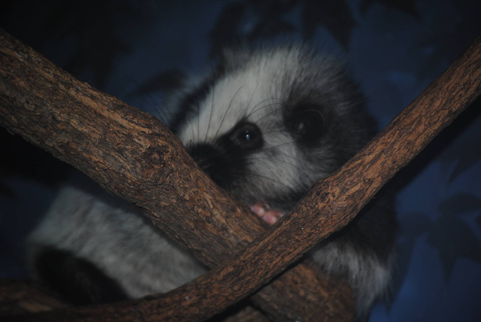 Northern Luzon Giant Cloud Rat