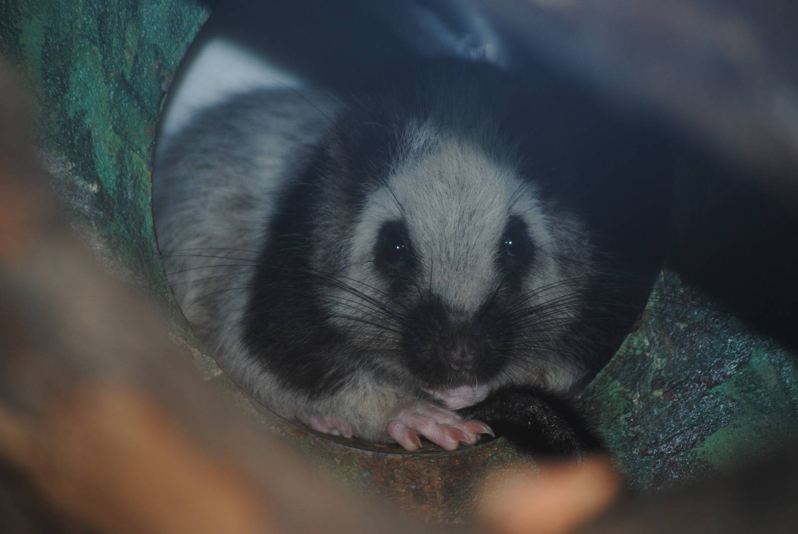 Northern Luzon Giant Cloud Rat
