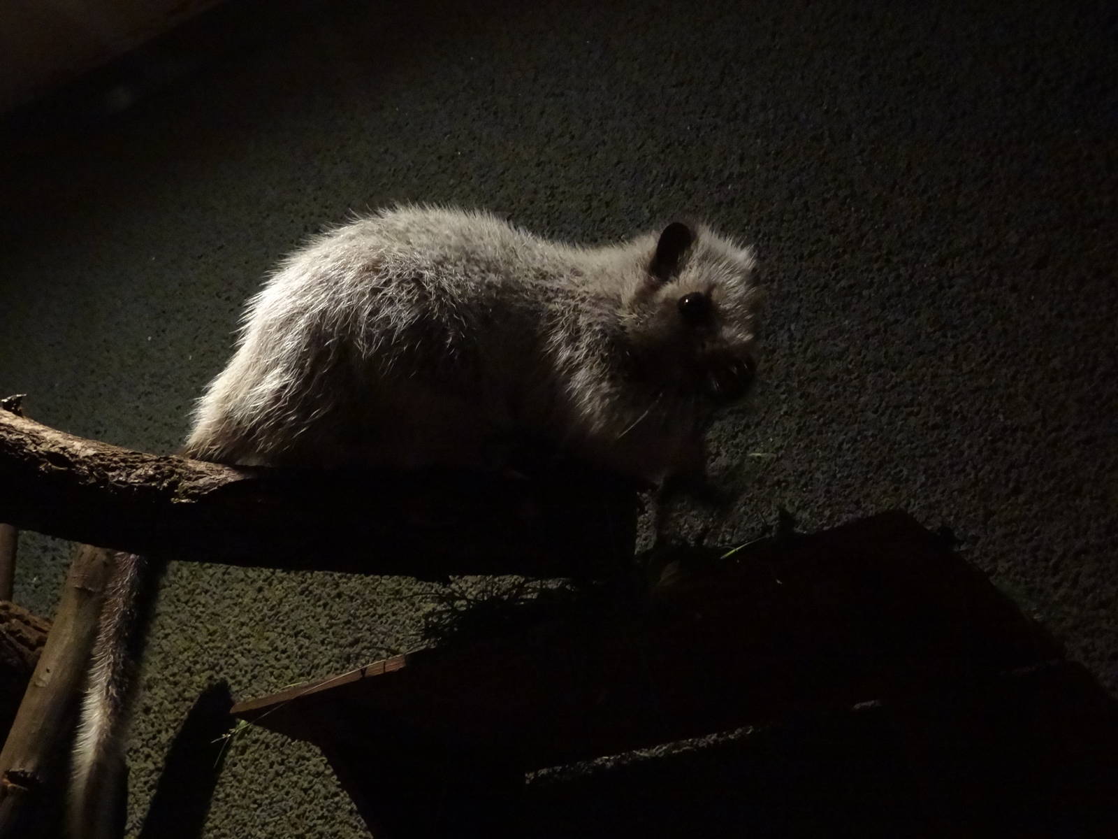 Northern Luzon Giant Cloud Rat