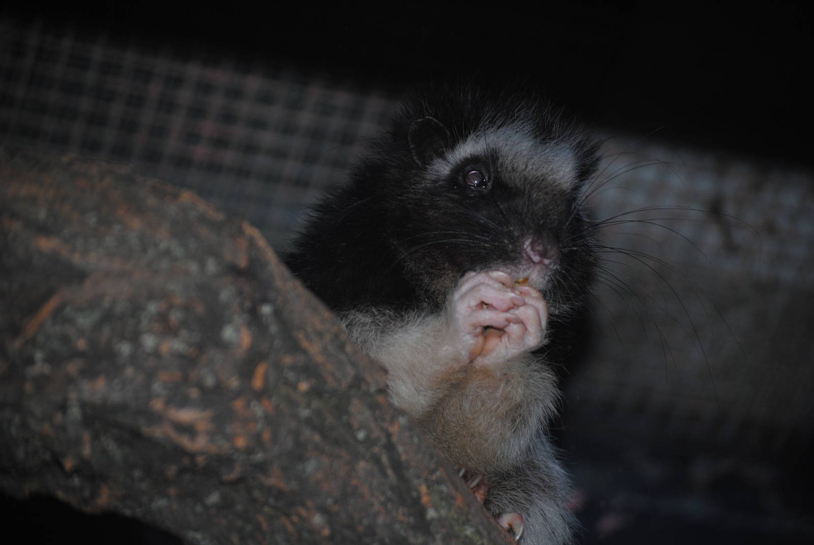 Northern Luzon Giant Cloud Rat