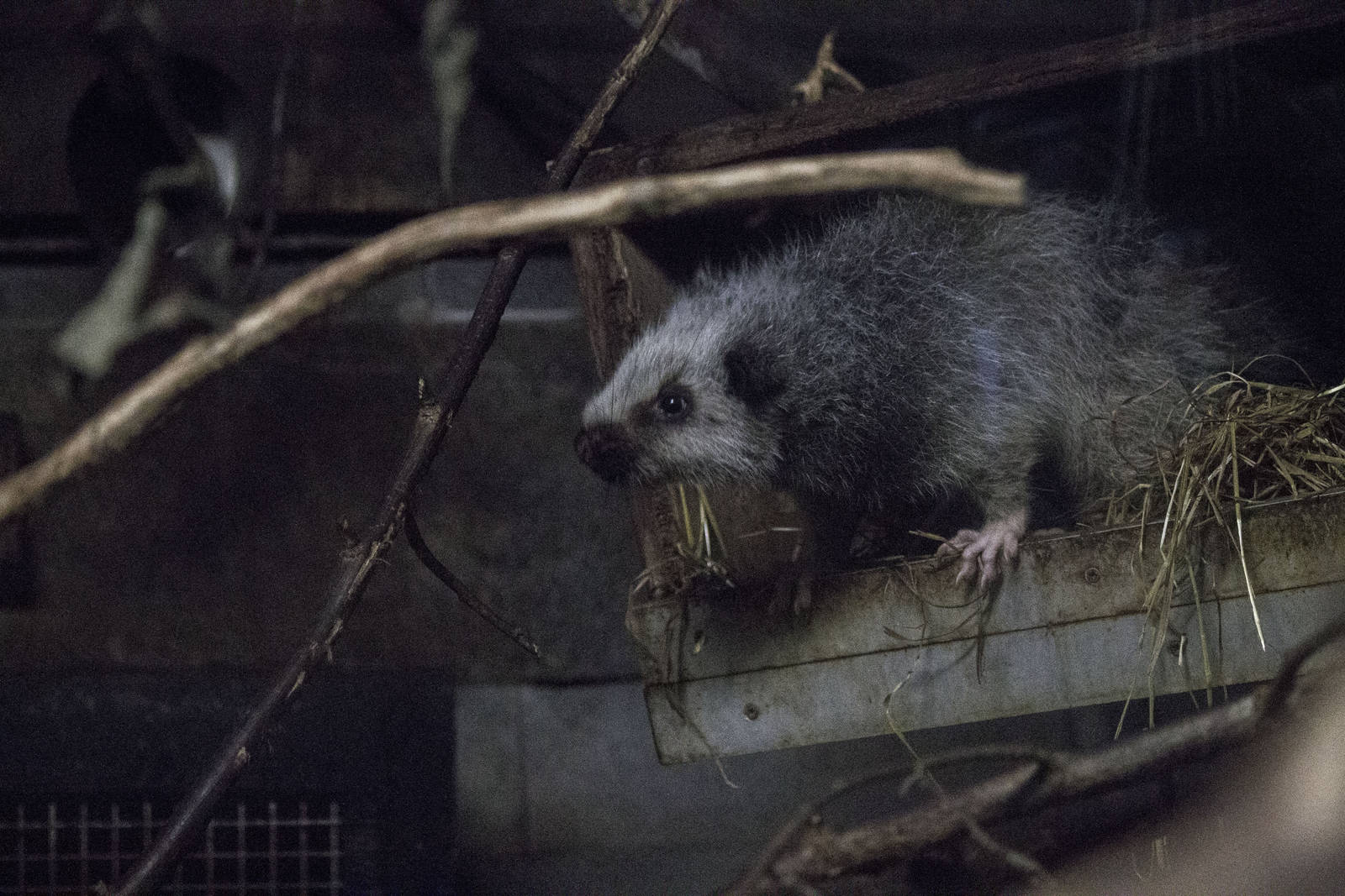 Northern luzon giant cloud rat