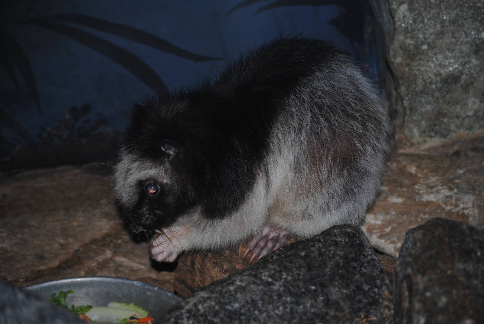 Northern Luzon Giant Cloud Rat