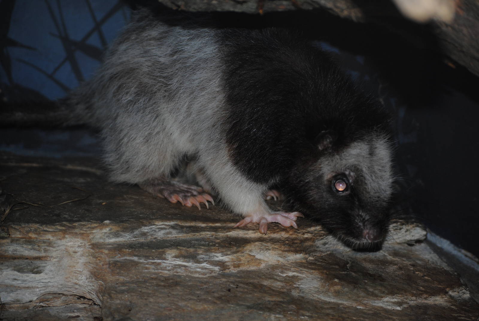 Northern Luzon Giant Cloud Rat