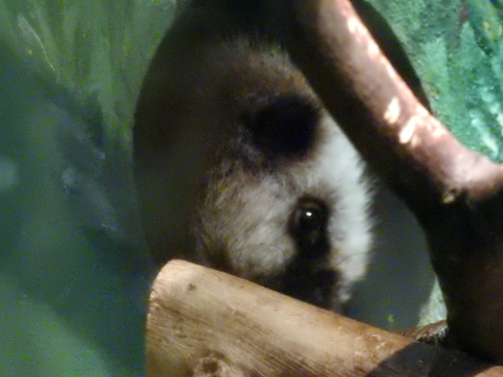 Northern Luzon Giant Cloud Rat