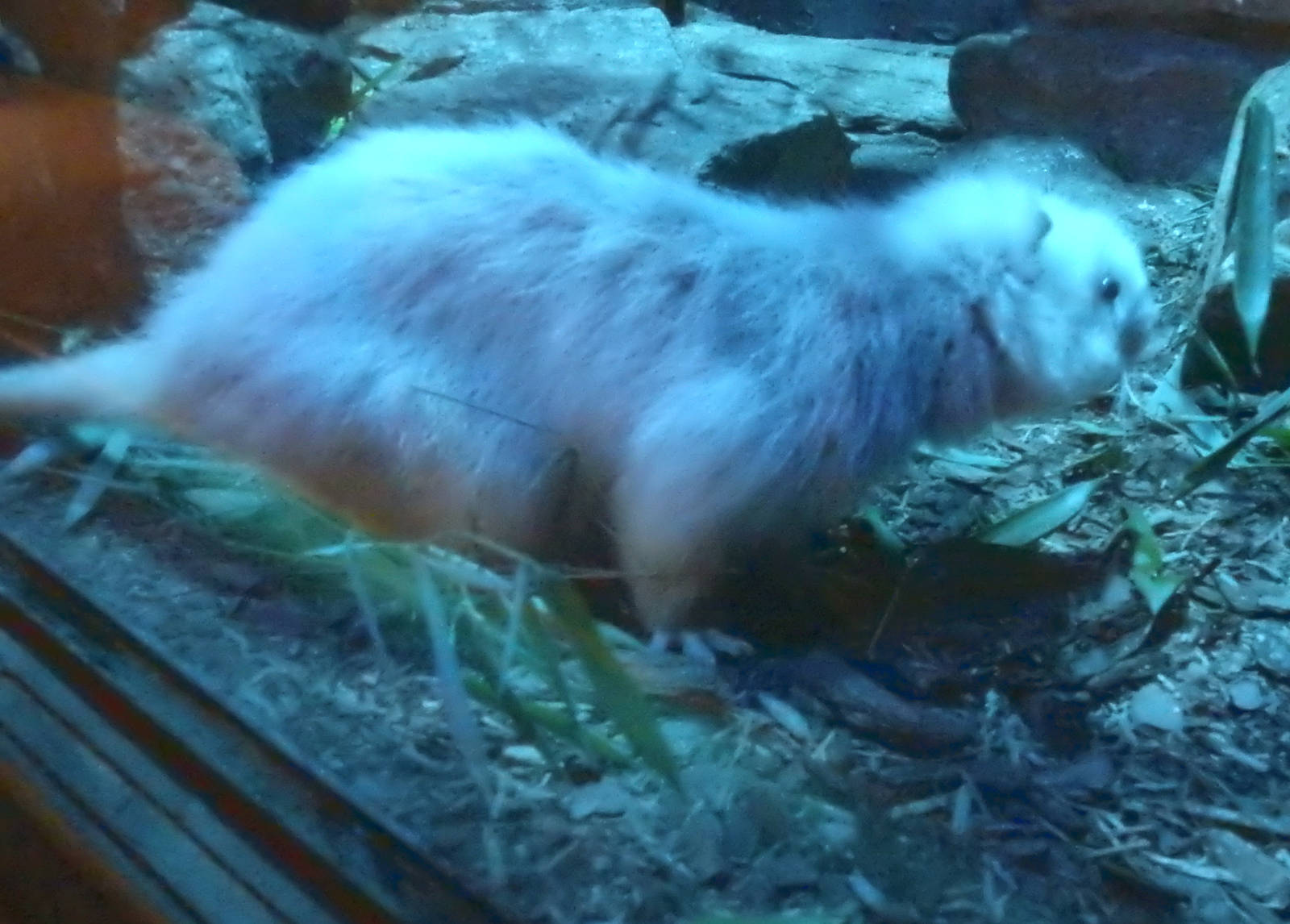 Northern Luzon Giant Cloud Rat