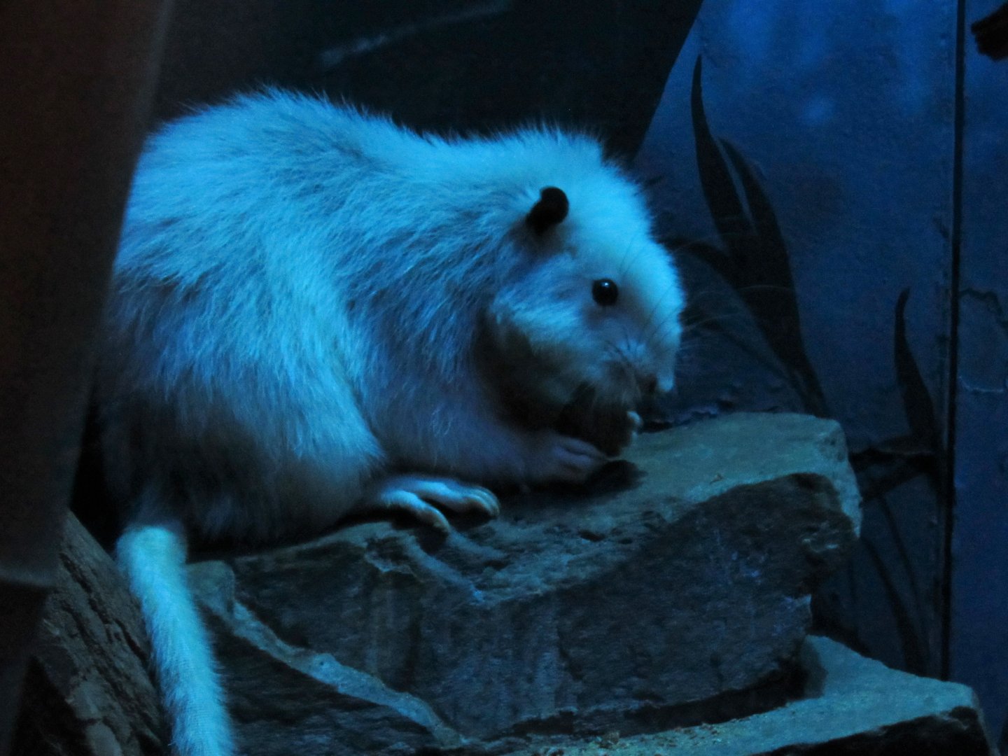 Northern Luzon giant cloud rat