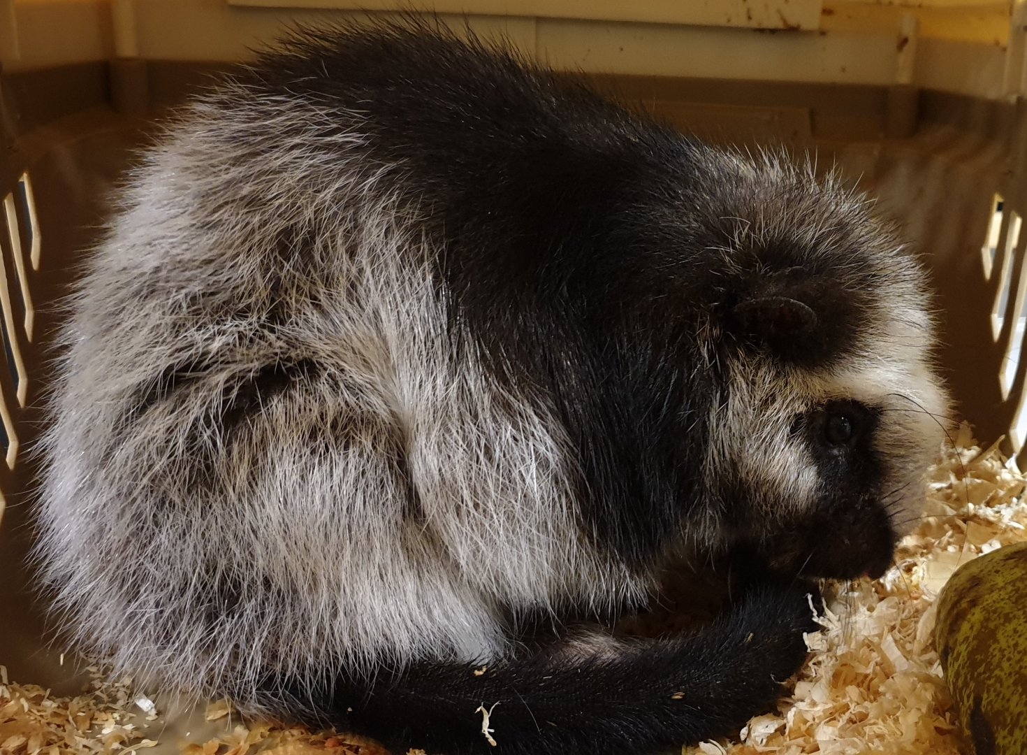 Northern Luzon giant cloud rat