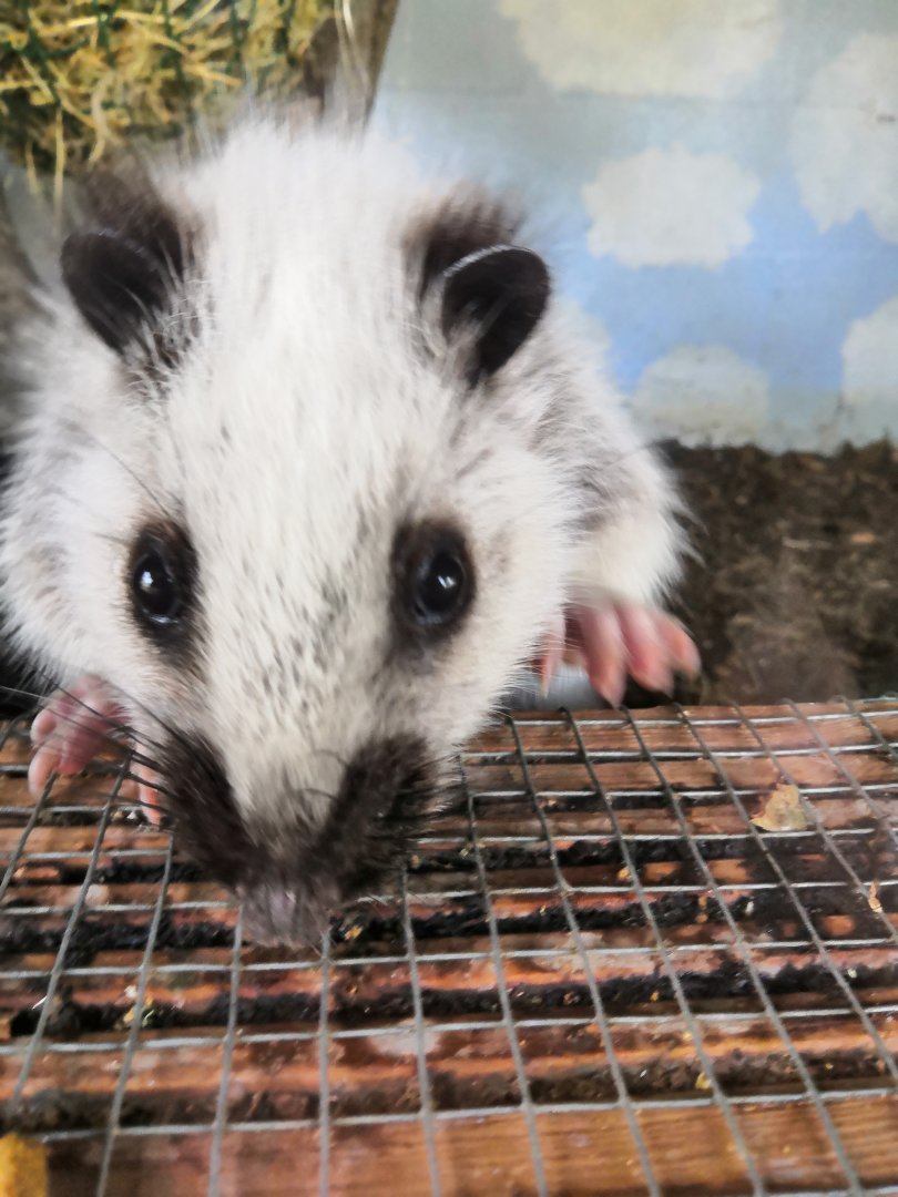 Northern luzon giant cloud rat