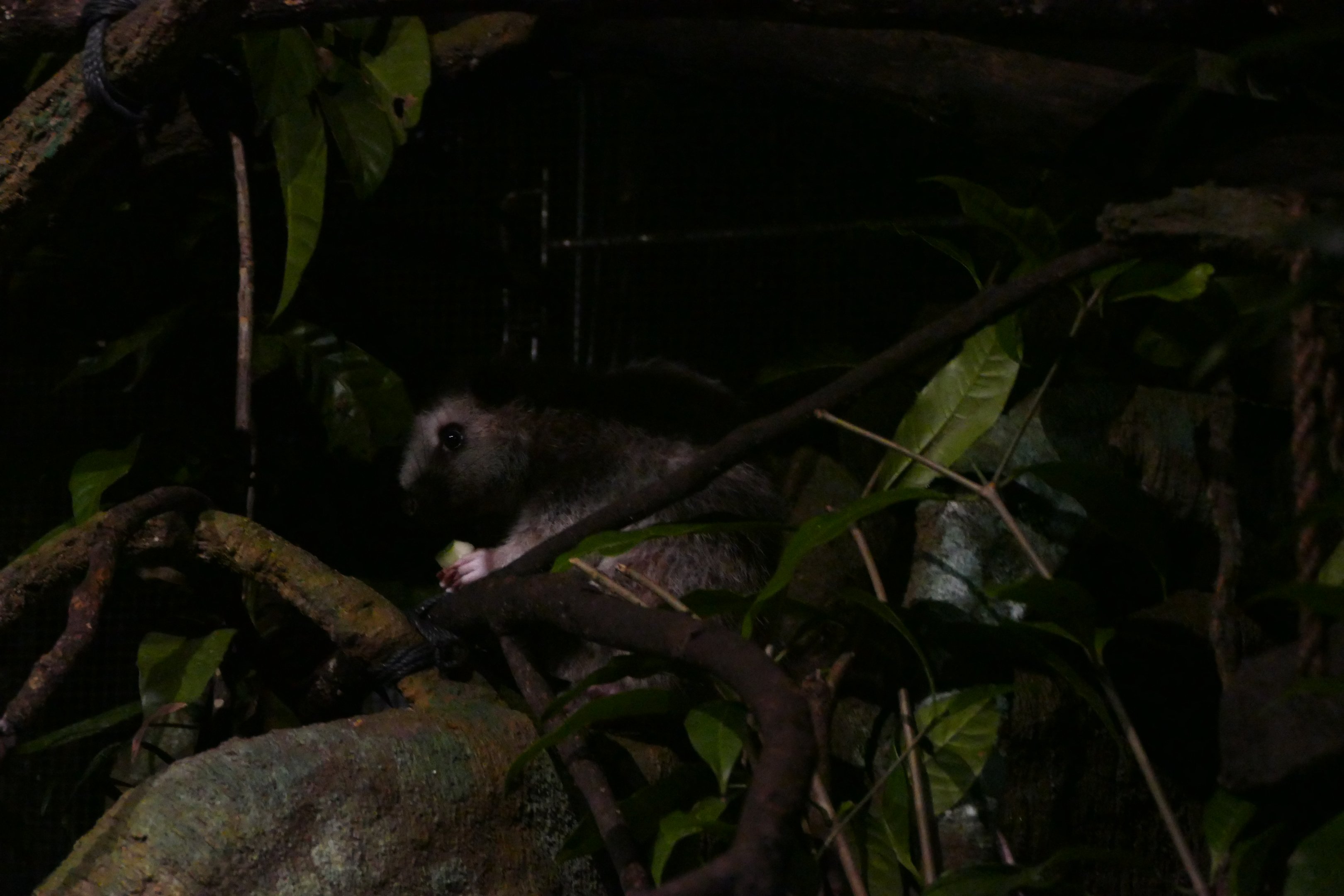 Northern Luzon Giant Cloud Rat