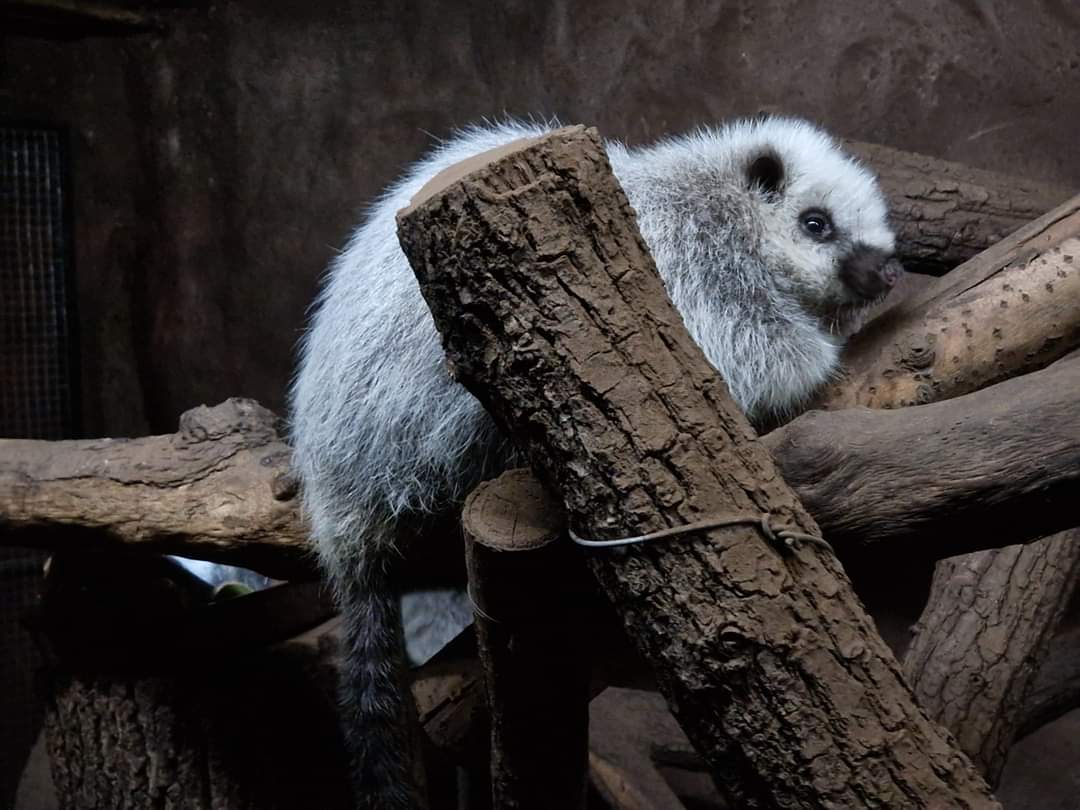 Northern Luzon giant cloud rat