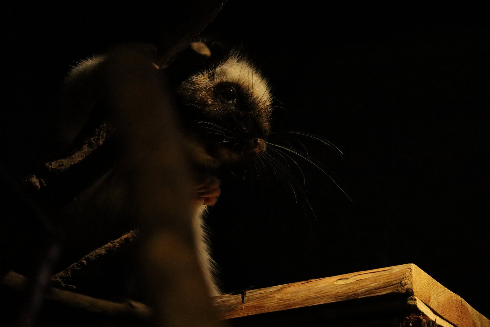 Northern Luzon Giant Cloud Rat