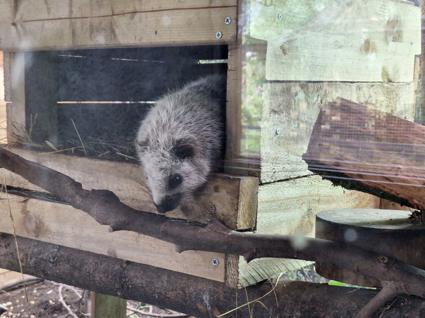 Northern Luzon Giant Cloud Rat