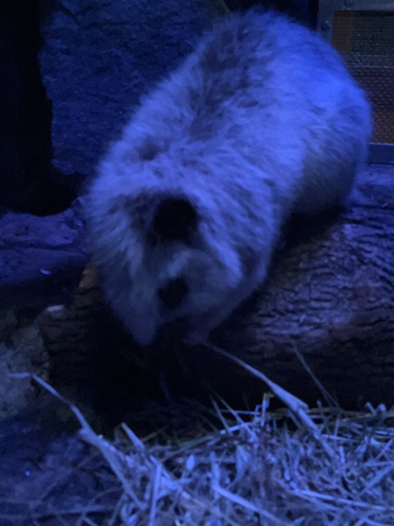 Northern Luzon Giant Cloud Rat
