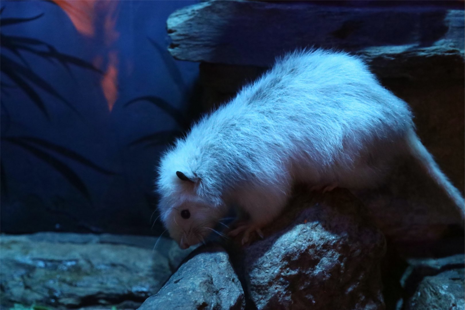 Northern Luzon Giant Cloud Rat