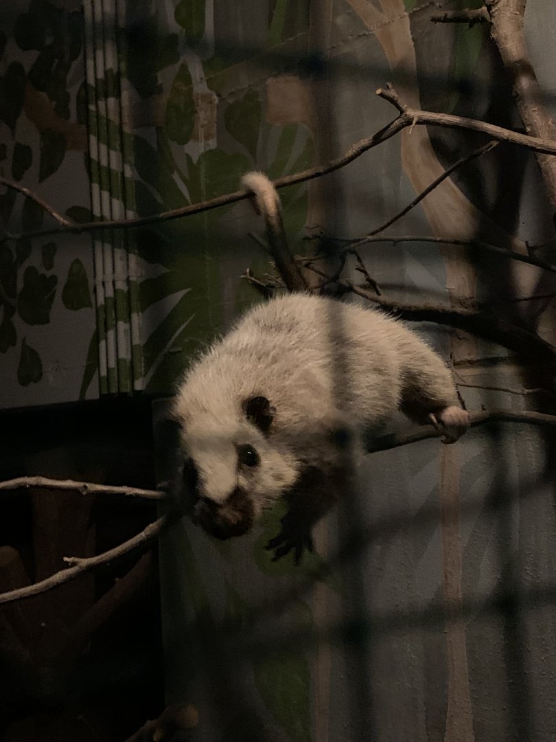 Northern Luzon giant cloud rat