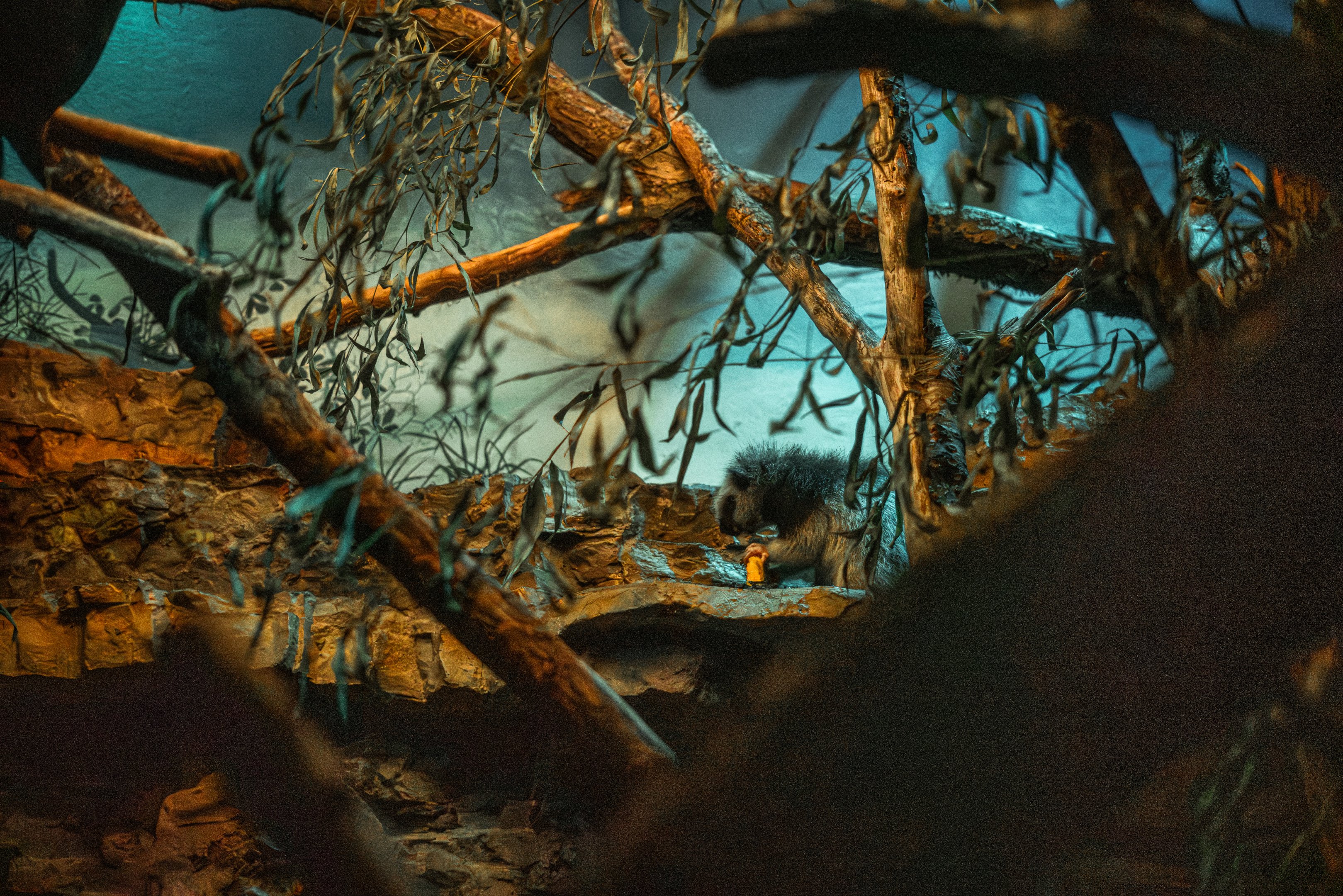 Northern Luzon giant cloud rat