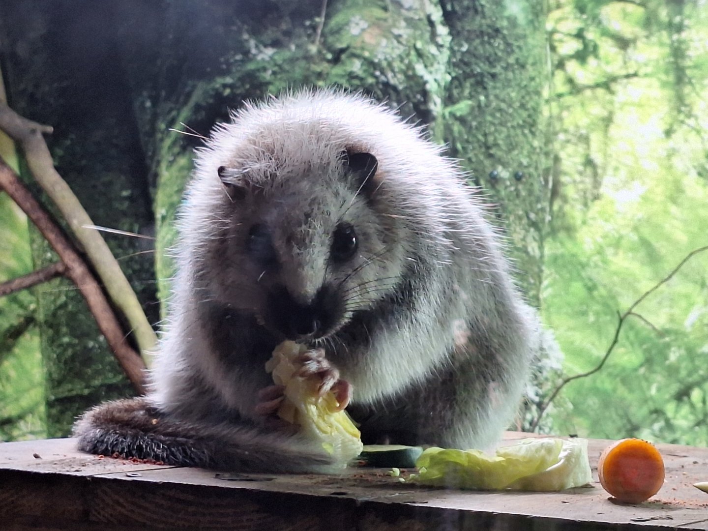Northern Luzon Giant Cloud Rat