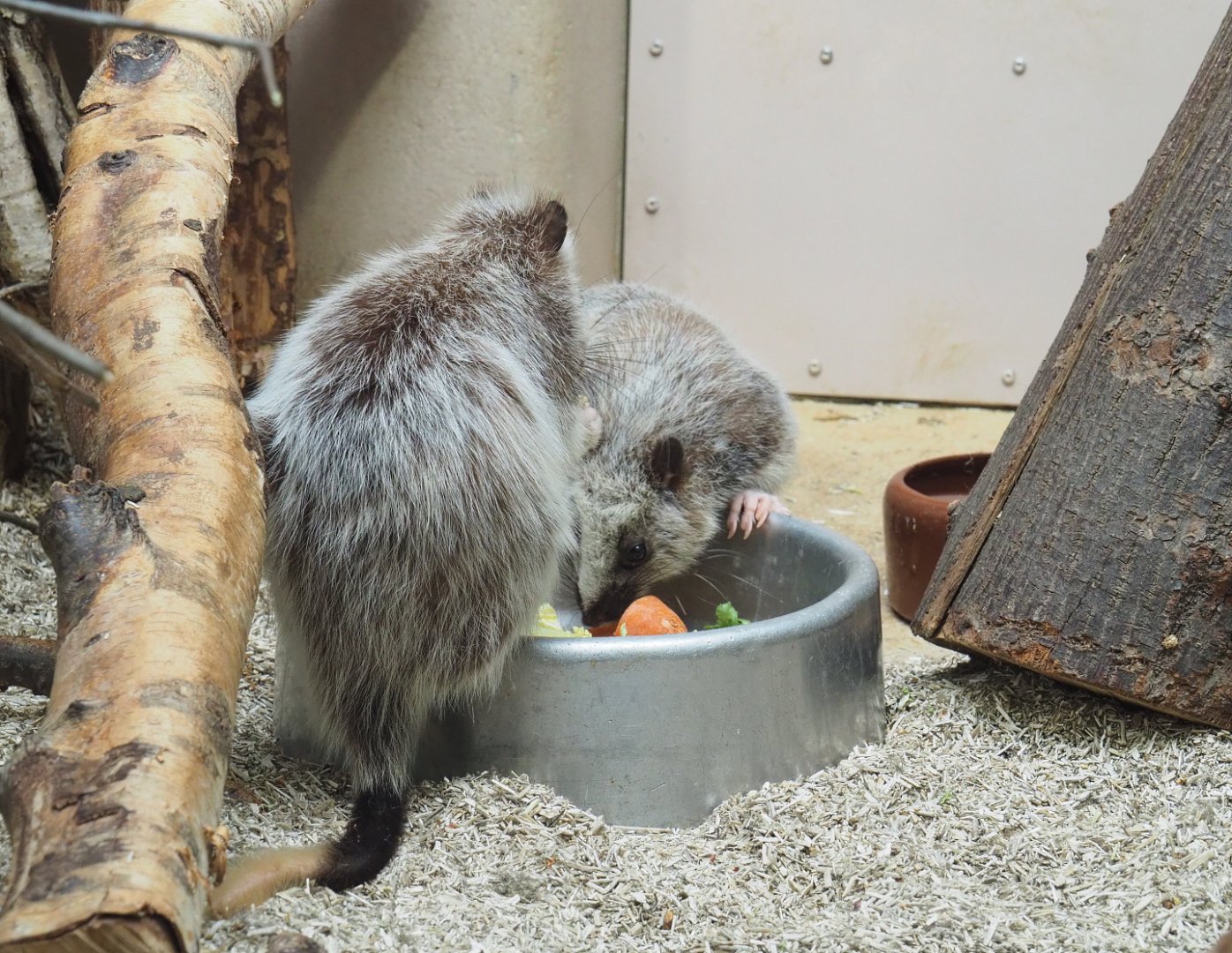 Northern Luzon giant cloud rats (Phloeomys pallidus), 2022-03-16