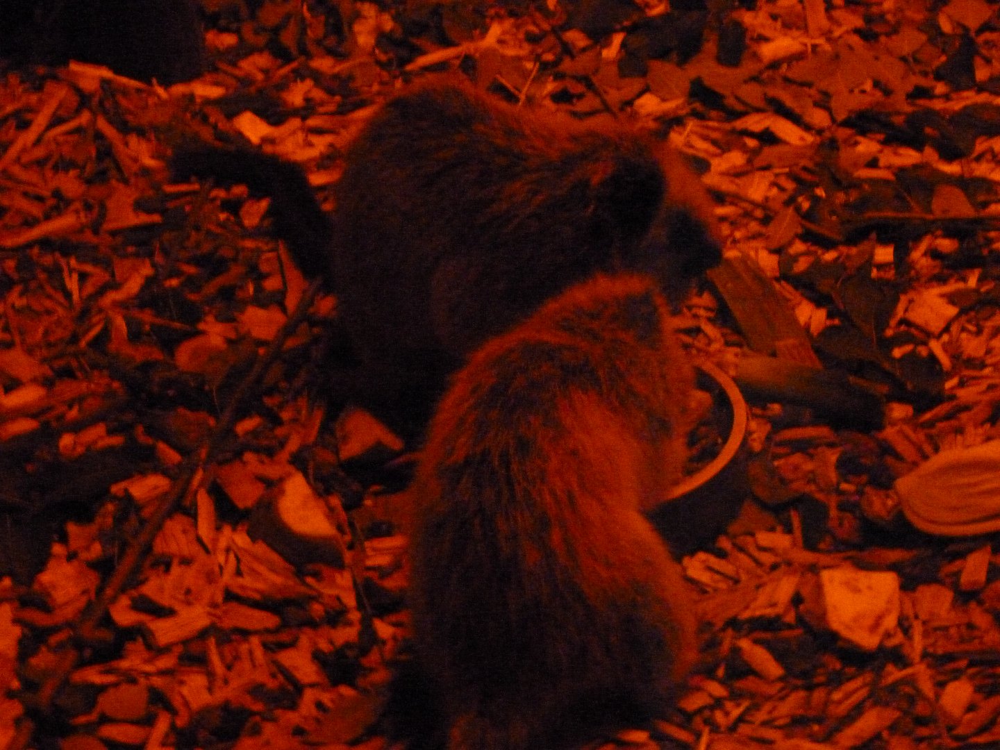 Northern Luzon giant cloud rats -Zoo Plzeň (2025)