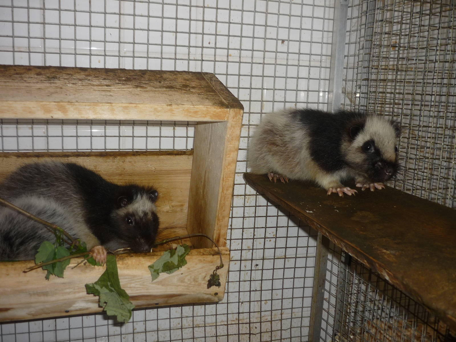 Northern Luzon Giant Cloud Rats
