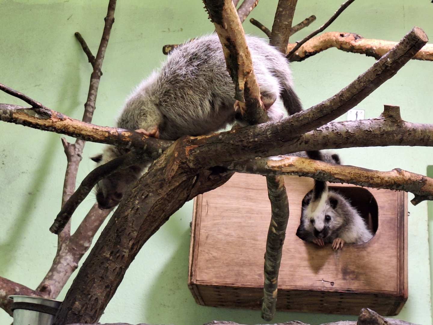 Northern Luzon Giant Cloud Rats